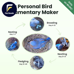 Bird House with Camera Solar Powered with Iron Guard for Outside AI Identify